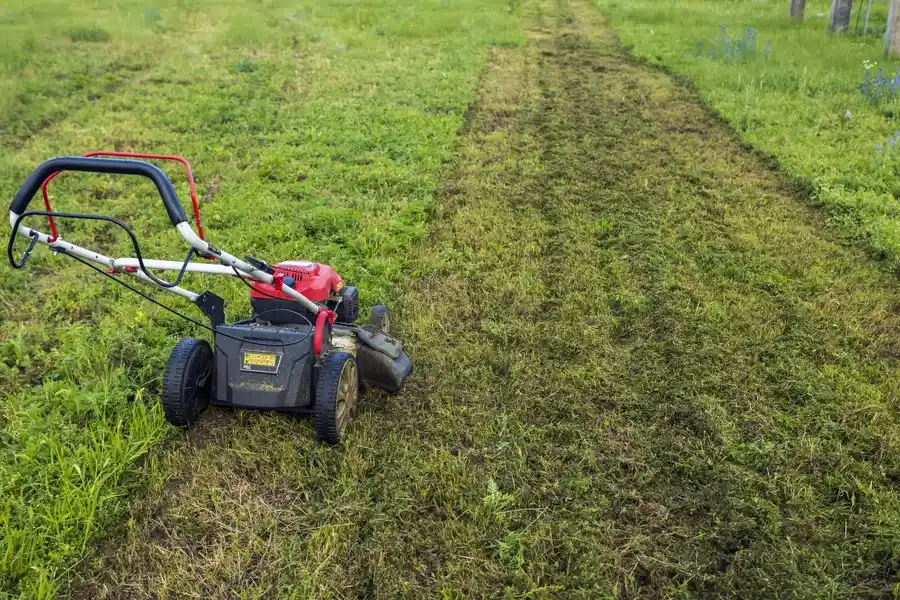 The Importance Of Lawn Mowing In Preventing Weed Overgrowth in Winnetka CA The Importance Of Lawn Mowing In Preventing Weed Overgrowth in Winnetka CA