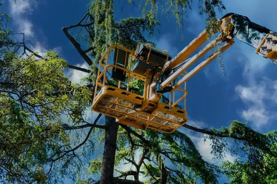 The Role Of Tree Services In Promoting Healthy Tree Growth Winnetka CA The Role Of Tree Services In Promoting Healthy Tree Growth Winnetka CA