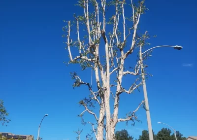 Comprehensive landscaping services