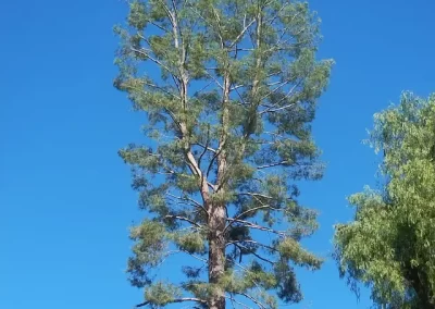 Custom landscaping services