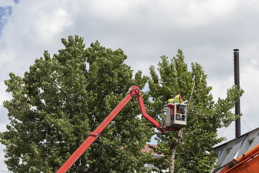 Excellent Tree Service Winnetka CA Excellent Tree Service Winnetka CA