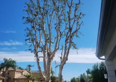 Expert landscaping services