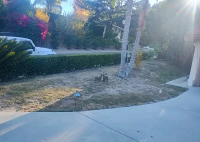 Landscape Maintenance