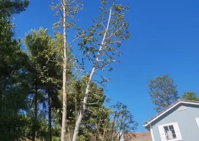 Landscaping Services