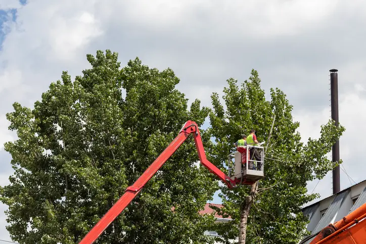 The Role Of Tree Services In Promoting Healthy Tree Growth in Winnetka CA The Role Of Tree Services In Promoting Healthy Tree Growth in Winnetka CA