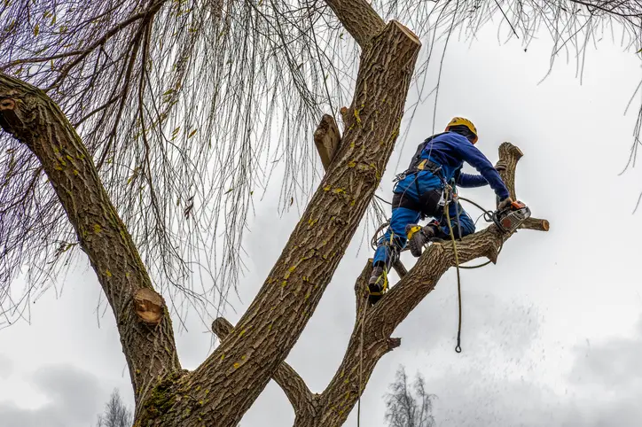 Why Tree Services Are Essential For Safe Yard Management Winnetka CA Why Tree Services Are Essential For Safe Yard Management Winnetka CA