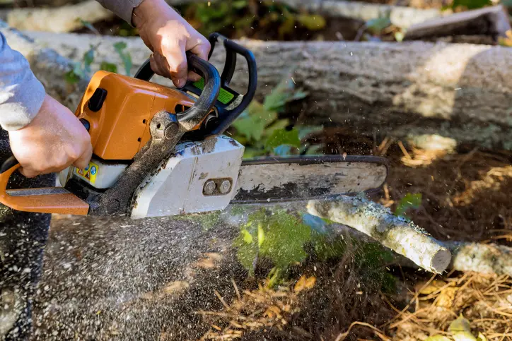 Why Tree Services Are Essential For Safe Yard Management in Winnetka CA Why Tree Services Are Essential For Safe Yard Management in Winnetka CA